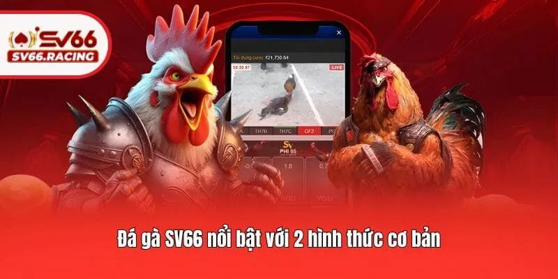 Đá gà SV66 nổi bật với 2 hình thức cơ bản